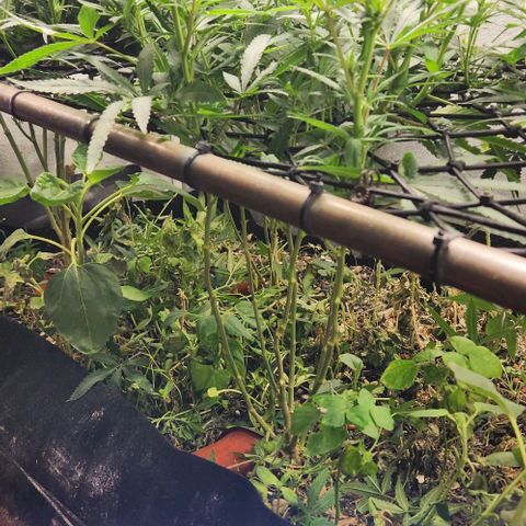 Purple Buddha #2 growlog timeline photo