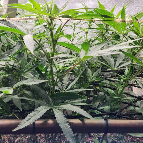 Purple Buddha #2 growlog timeline photo
