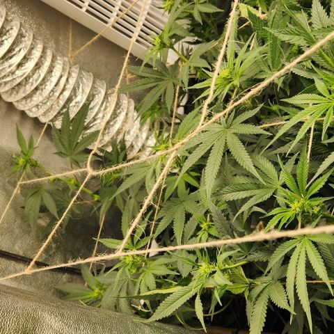 God Bud #1 growlog timeline photo
