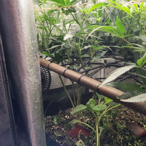 God Bud #1 growlog timeline photo