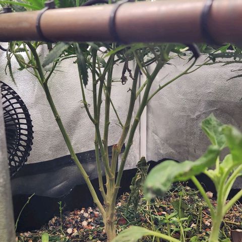 God Bud #1 growlog timeline photo