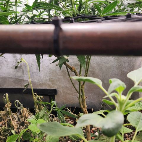 God Bud #2 growlog timeline photo