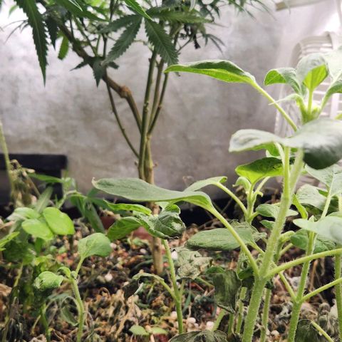 God Bud #2 growlog timeline photo