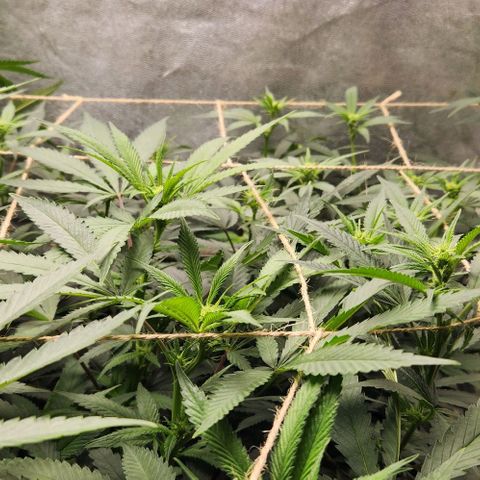 God Bud #2 growlog timeline photo