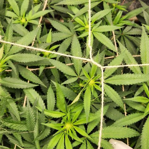 Purple Buddha #1 growlog timeline photo