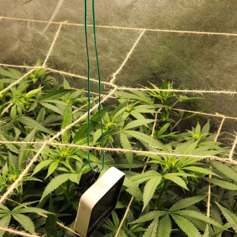 Purple Buddha #1 growlog timeline photo