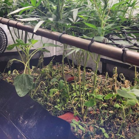 Purple Buddha #2 growlog timeline photo