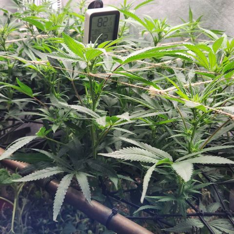 Purple Buddha #2 growlog timeline photo