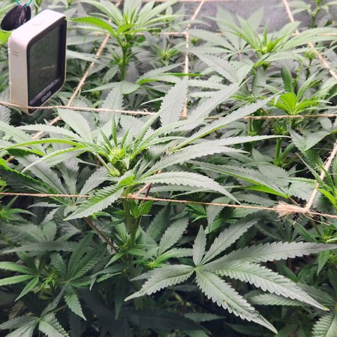 Purple Buddha #2 growlog timeline photo