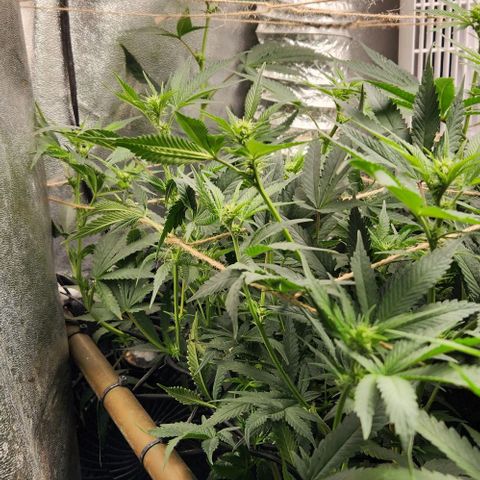 God Bud #1 growlog timeline photo