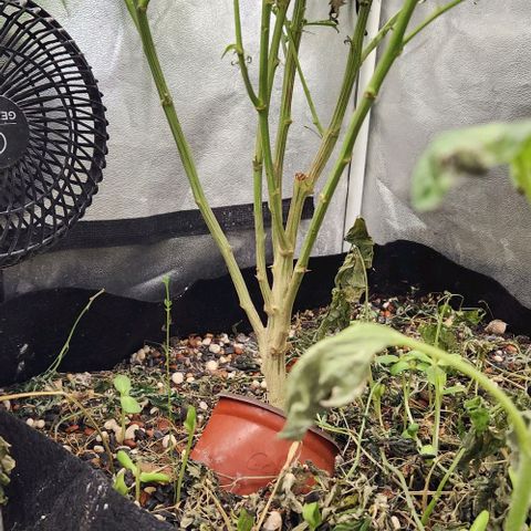 God Bud #1 growlog timeline photo