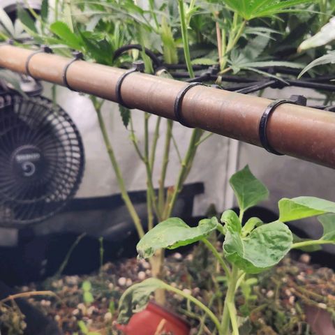 God Bud #1 growlog timeline photo
