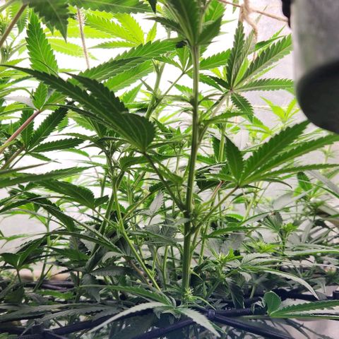 God Bud #2 growlog timeline photo