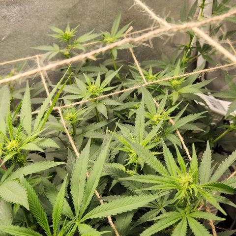 God Bud #2 growlog timeline photo