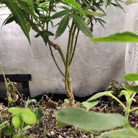 God Bud #2 growlog timeline photo
