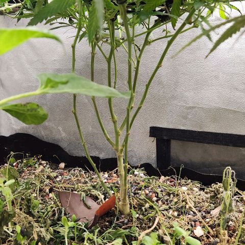 Purple Buddha #1 growlog timeline photo