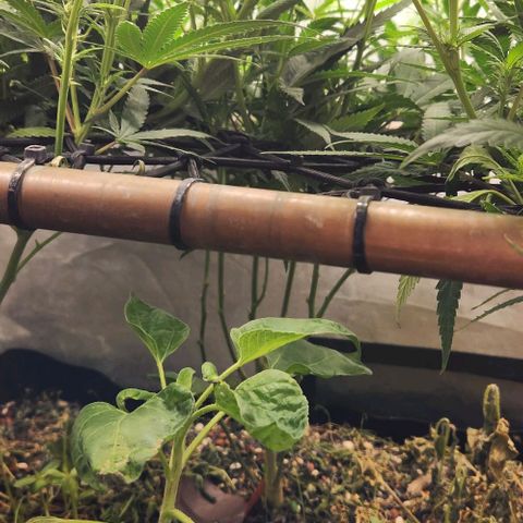 Purple Buddha #1 growlog timeline photo