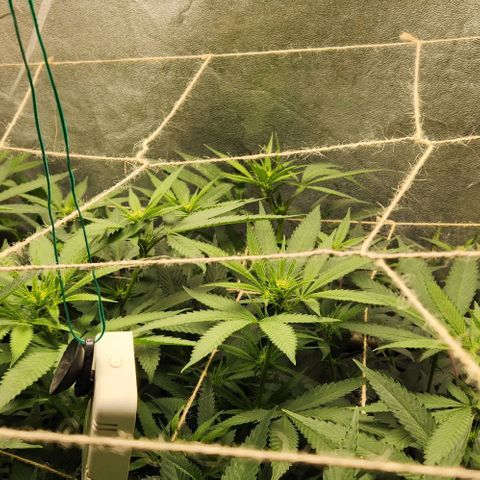 Purple Buddha #1 growlog timeline photo