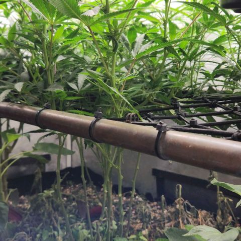 Purple Buddha #2 growlog timeline photo