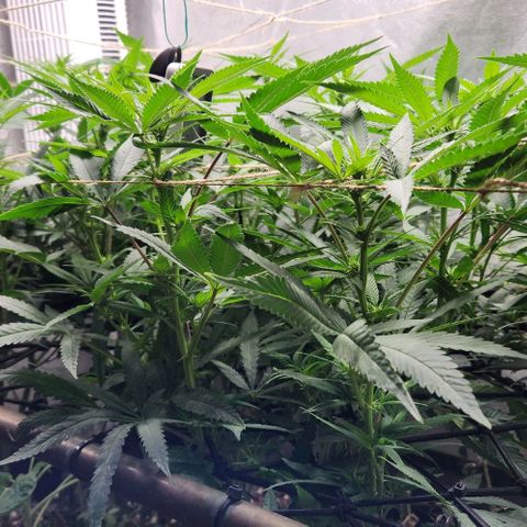 Purple Buddha #2 growlog timeline photo
