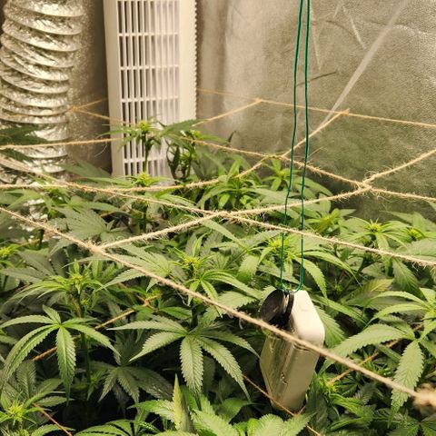 God Bud #1 growlog timeline photo