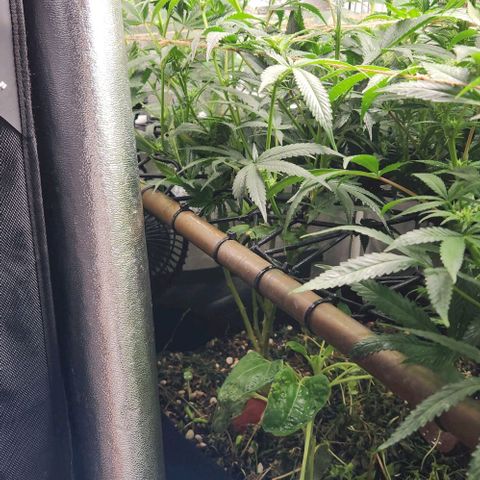 God Bud #1 growlog timeline photo