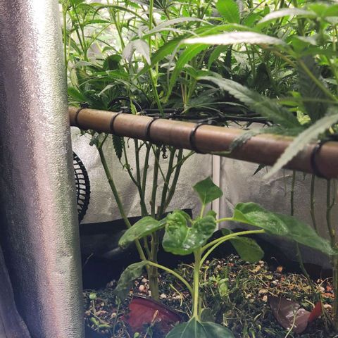 God Bud #1 growlog timeline photo
