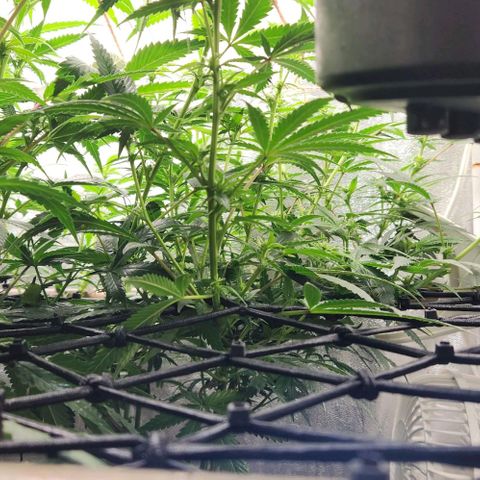 God Bud #2 growlog timeline photo