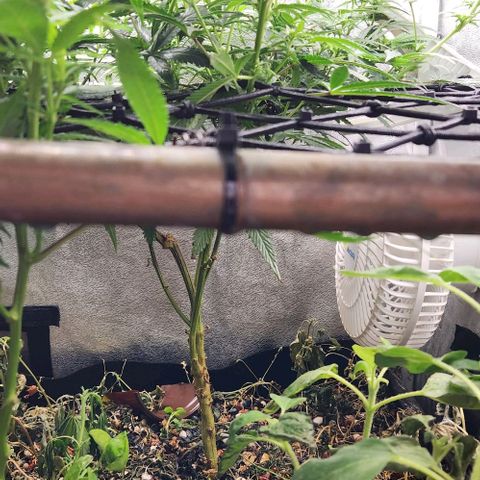 God Bud #2 growlog timeline photo