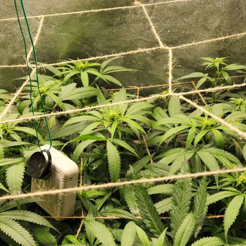 God Bud #2 growlog timeline photo