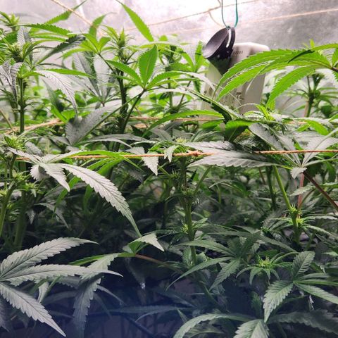 Purple Buddha #1 growlog timeline photo
