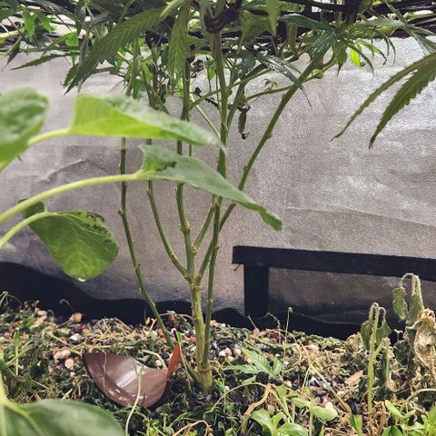 Purple Buddha #1 growlog timeline photo