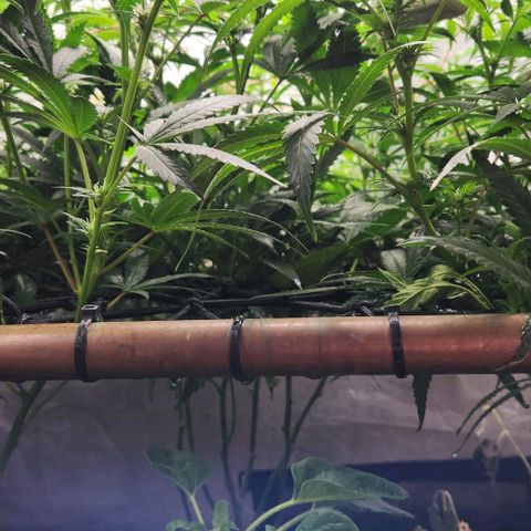 Purple Buddha #1 growlog timeline photo