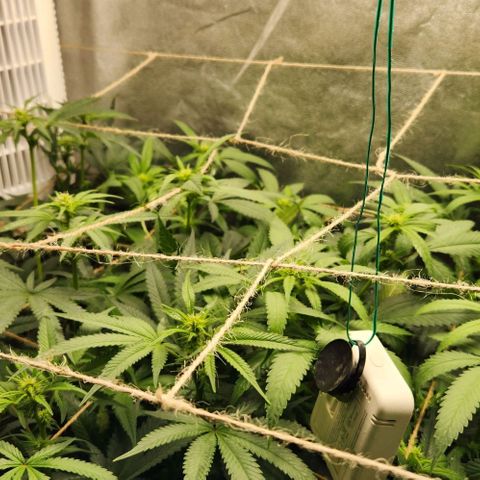 Purple Buddha #1 growlog timeline photo