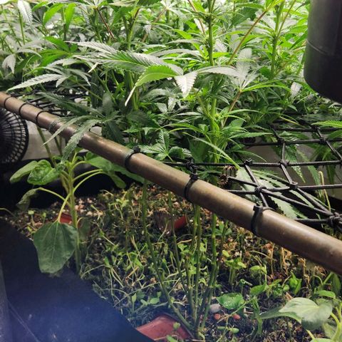 Purple Buddha #2 growlog timeline photo