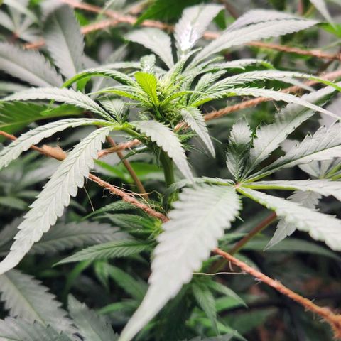 Purple Buddha #2 growlog timeline photo