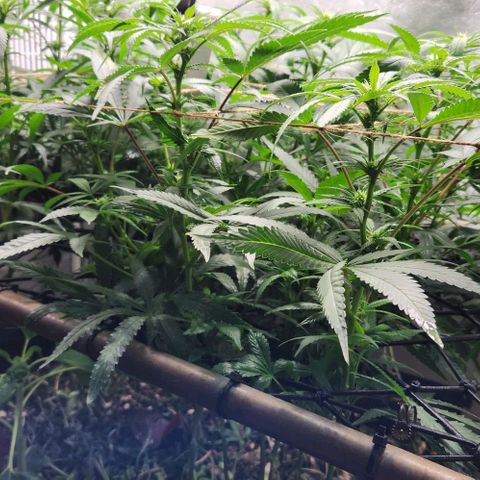 Purple Buddha #2 growlog timeline photo