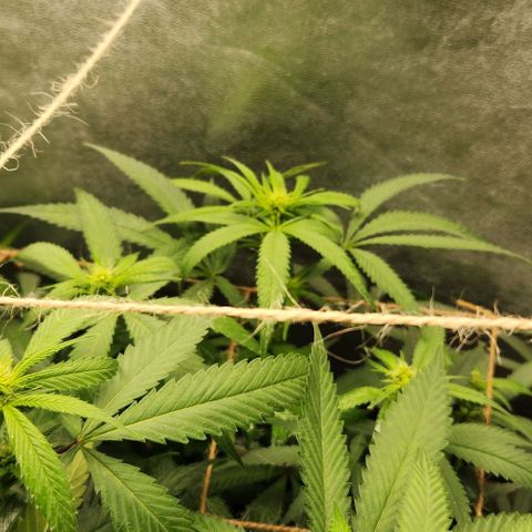 Purple Buddha #1 growlog timeline photo