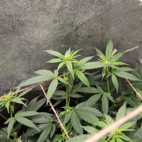 God Bud #2 growlog timeline photo
