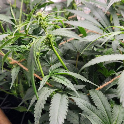 God Bud #1 growlog timeline photo