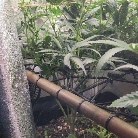 God Bud #1 growlog timeline photo