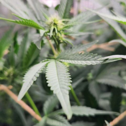 God Bud #1 growlog timeline photo