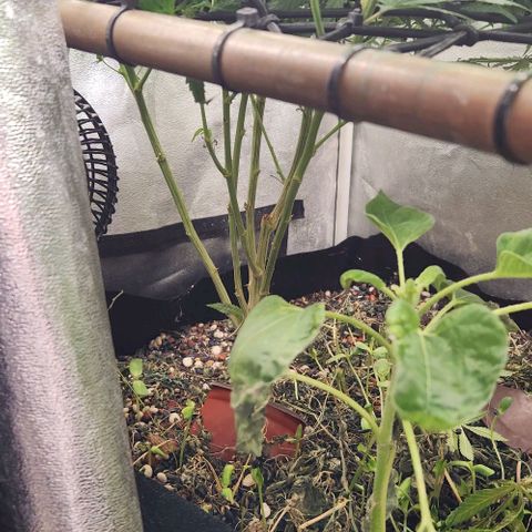 God Bud #1 growlog timeline photo