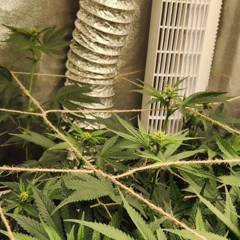 God Bud #1 growlog timeline photo