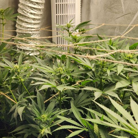 God Bud #1 growlog timeline photo