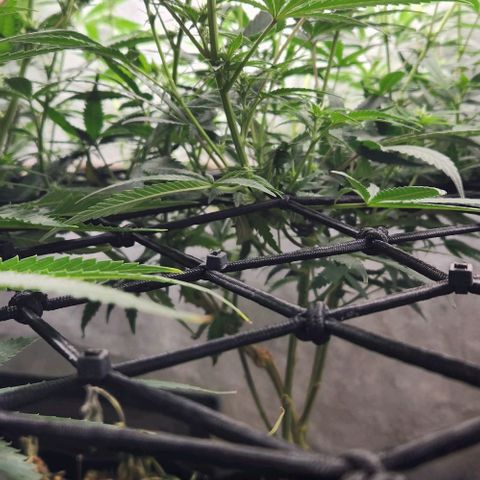 God Bud #2 growlog timeline photo