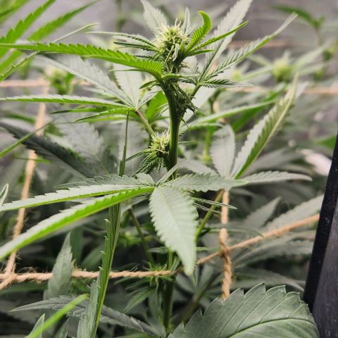 God Bud #2 growlog timeline photo