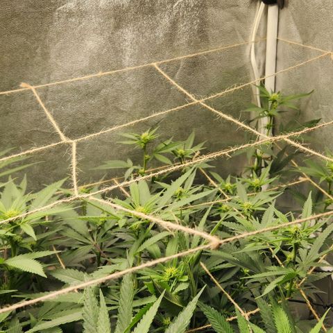 God Bud #2 growlog timeline photo