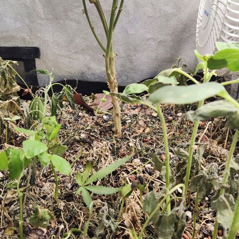 God Bud #2 growlog timeline photo