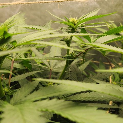 Purple Buddha #1 growlog timeline photo